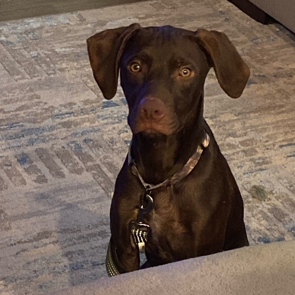 Meet your Posher, Tina - Picture 1 of 1